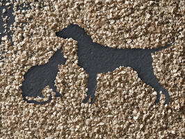 Animal Nutrition